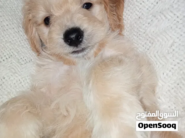 ليكانيش بيشون أقزام  في عمرهم شهر ونص