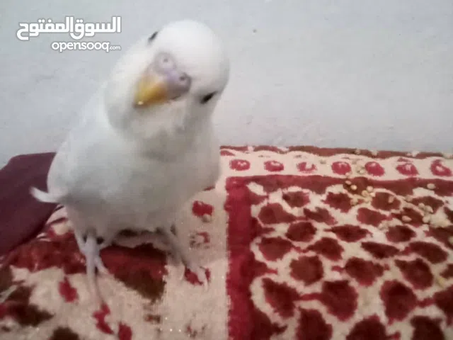 طيور الحب اليفه جدا على الانسان الواحد بسته الف