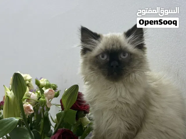 قطه للبييع