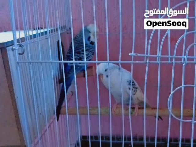 طيور حب انكليزي خشنات يردن يبضن خشونة ونضافة فول