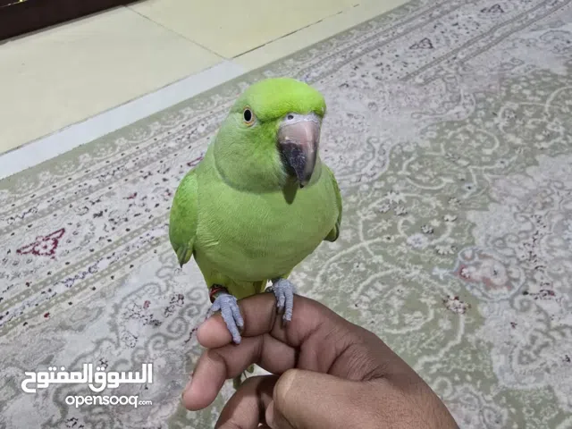 Friendly Indian Ring Neck Parrot
