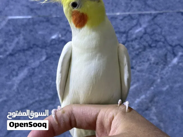 كوكتيل متكلم تابع الوصف