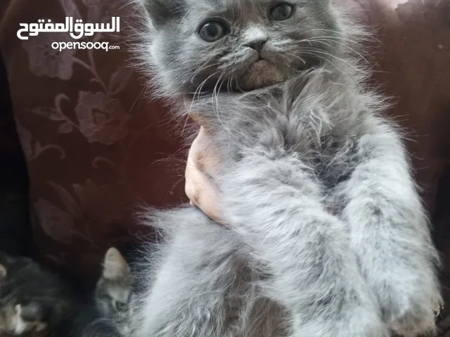 2 ذكر 2 اناث