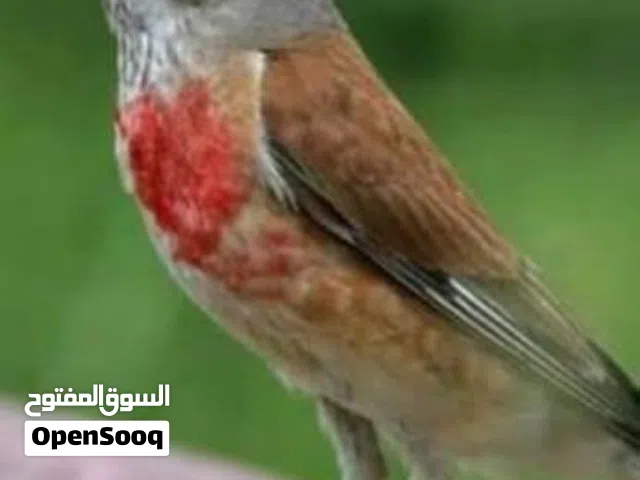 السلام عليكم متوفر 6 طروف تجاويد