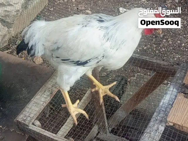 ديك سايكس للبيع