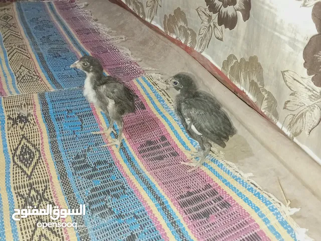 صيصان باكستاني اصلي