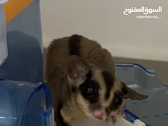 شوقر قلايدر مع قفص التواصل واتساب فقط