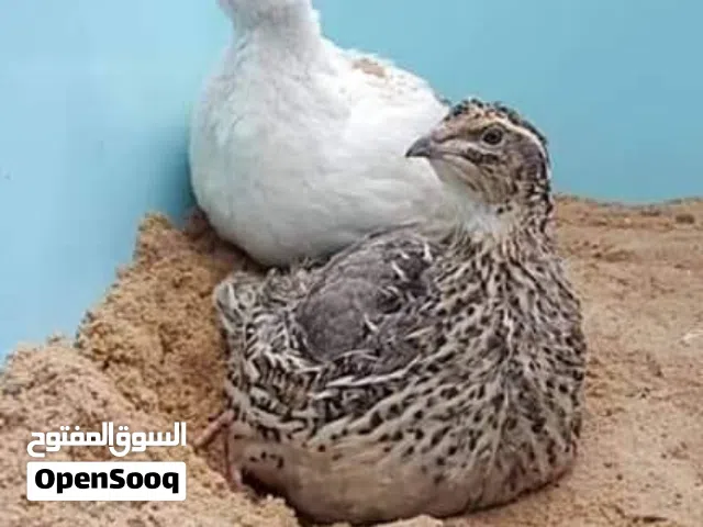 فري وبيض فري للبيع