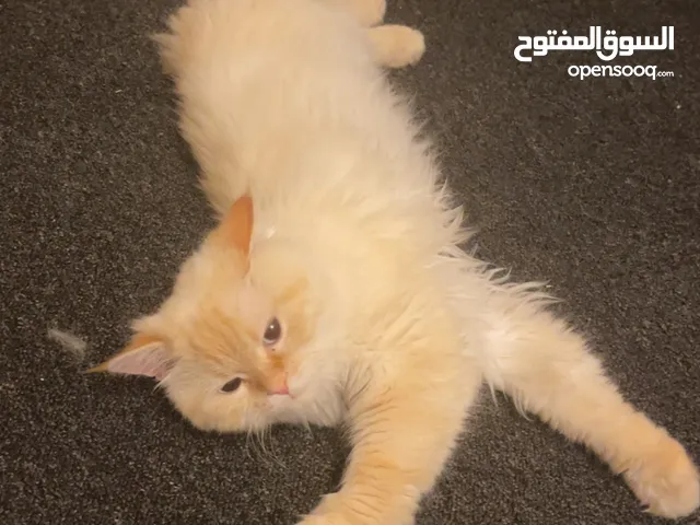 قط سيامي للتبني برسوم بسيطه - Siamese cat for adoption for a small fee
