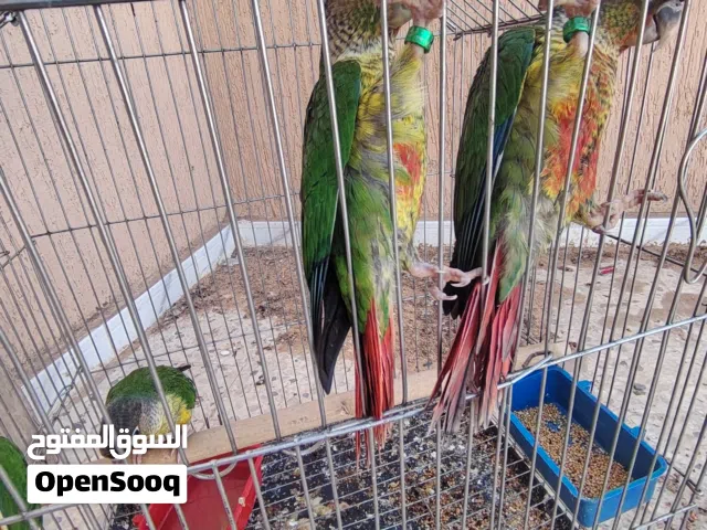 السلام عليكم متوفر تلاتة كنيور إنتاج محلي شهر 4/2026 مخوصات امهاتهم يلو سايد ع الأناناس