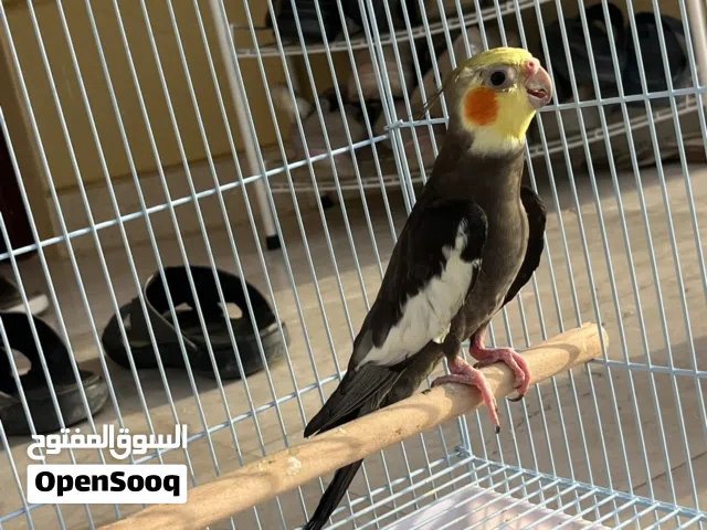 بغبغاء الكوكتيل