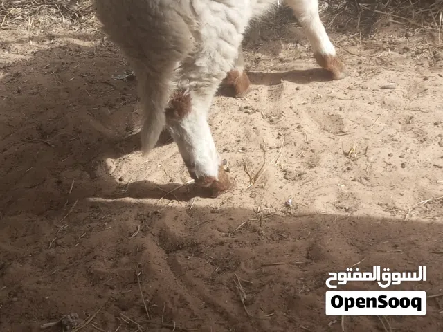 خروف  حليب للبيع.