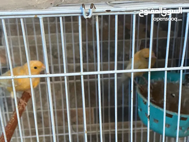 جوزين كنار ما شاء الله