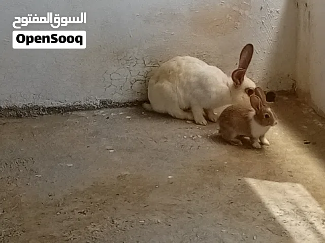 ارانب للبيع حجم وصحه بسعر حرق