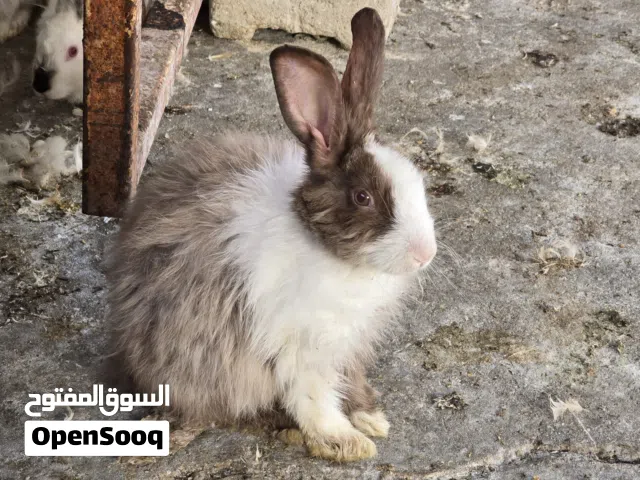أرانب  جميلة