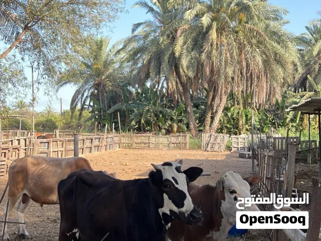 بقره  لي البيع