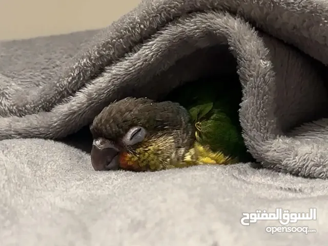 Trained Small green chick for seal playful and fun for kids