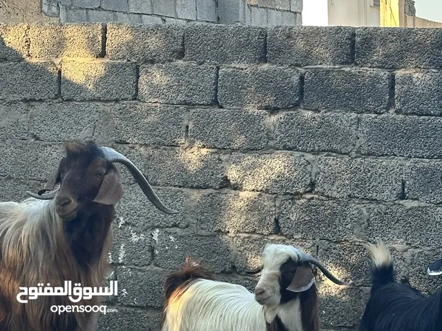 اغنام سعيديه