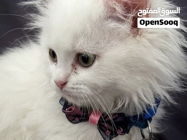 قطط شيرازي
