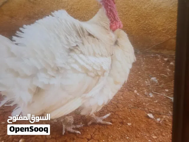 ديك حبش ابيض