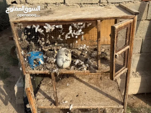 خانات واقفاص حمام او دجاج للبيع ما اريدهن لذالك ما راح اوكف وياك بل سعر