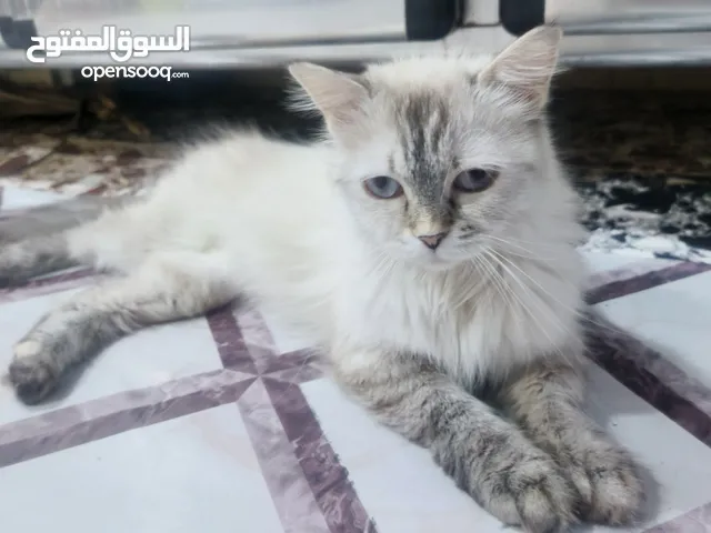 بزونه شيرازي للبيع