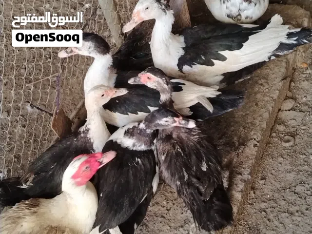 بط مصري يتوفر ذكور و إناث منتجات اقرا لوصف