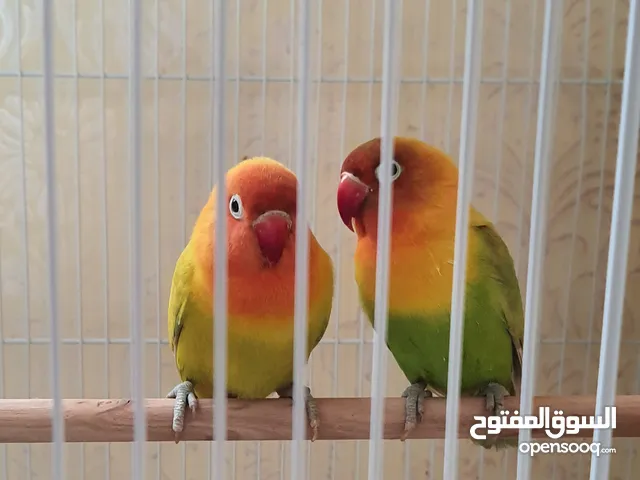 زوج غندور للبيع اقره الوصف أدناه