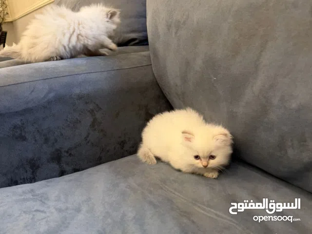 همالايا بيور