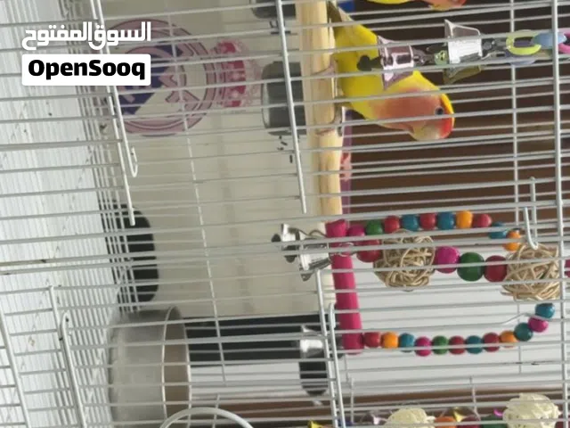 2 Rose birds Male and Female عصافير روز ذكر و انثي سن فروخ صحه ممتازه