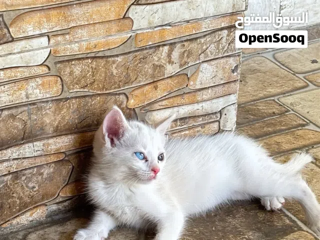 قط شيرازي نادر