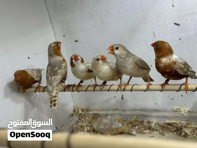 فناجز فول ازبيل وبيهن هاف