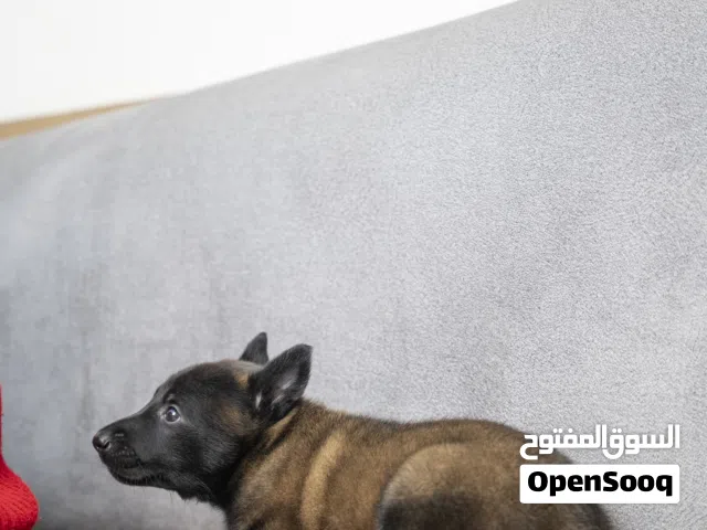 كلاب وجراء للحراسه الراعي البلجيكي..بلجم مالينو مع جميع المطاعيم