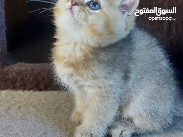 قطط سكوتش فولد وستريت للبيع
