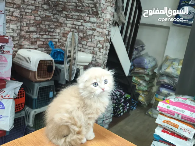 ذكر سكوتش فولد لعوب جدا و حجم ميديوم ما بوقع شعر