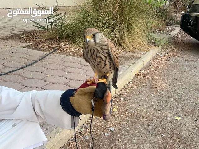 للبيع حميمي ج و تر.مه راكدين