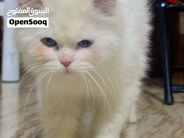 قط بيت شرازي عيون تك أزرق والتك الآخر بني للبيع