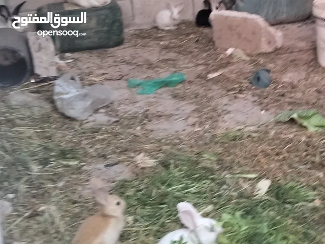 ارانب للبيع