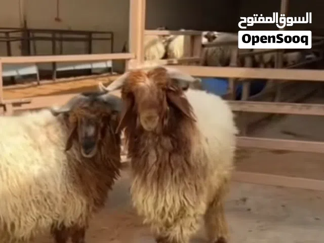 خروف نعيمي ضحايا العيد المقبل دفعة يديدة متوفر التوصيل السعر شامل التوصيل