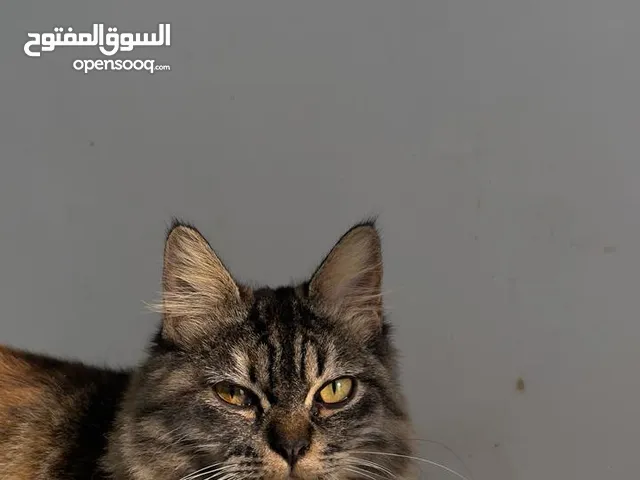 اعلان فقدان قطة شيرازيه أنثى اللي يحصلها له مكافأه 10ريالات