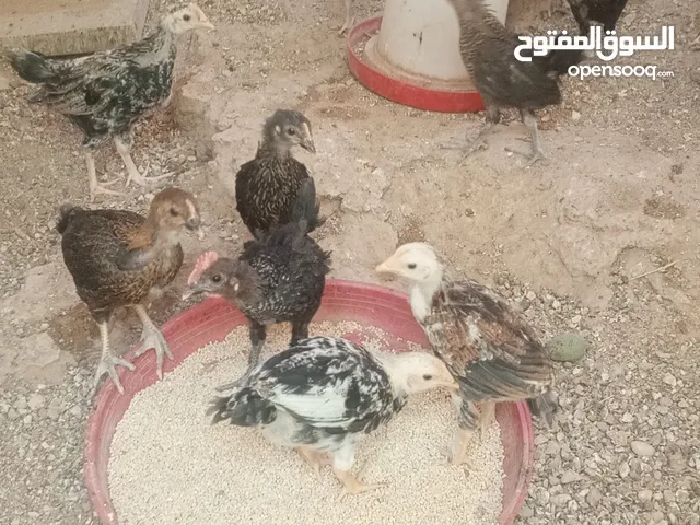فرريج البيع