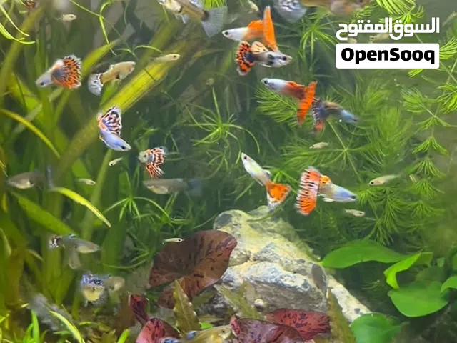 اسماك زينه