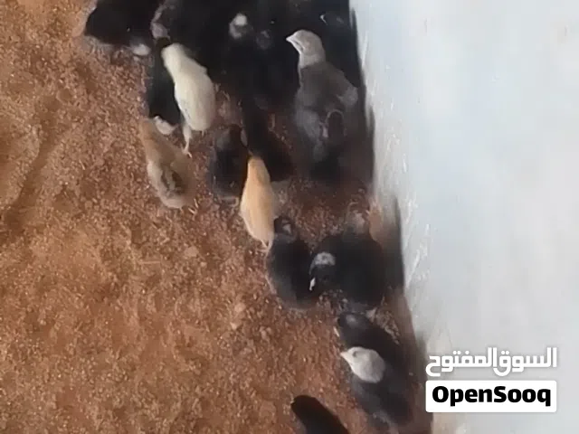 كتكوت عربي عدد 60
