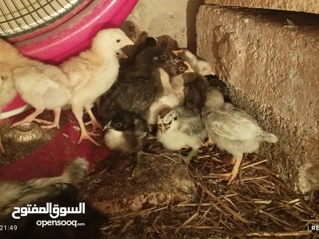 بسم الله صيصان لوهمان و بلدي مطعمات عمر ثلث اسابيع 110 صوص صحه ممتازه اقرا الوصف