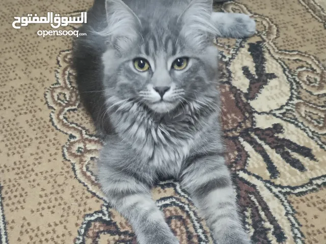 قط بريتش شانشيلا للبيع ، عمره 4 أشهر ، مطعم كل المطاعيم ، اشتريته ب 100 غير أغراضه ، بدي ابيعه ب 50