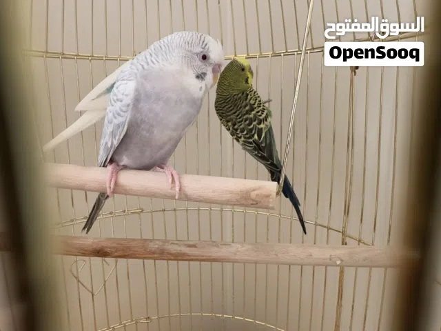 بتجي للبيع واحد ذكر و2اونثى