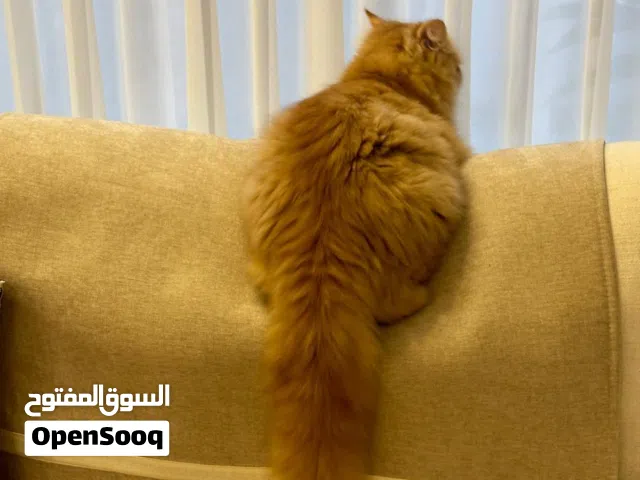 قطة شيرازية بعمر سنة