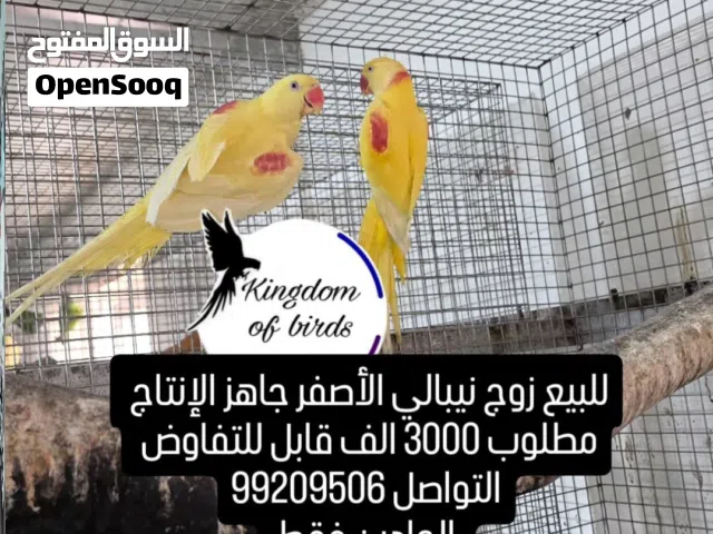 للبيع فرخ كايك ويت بيلي