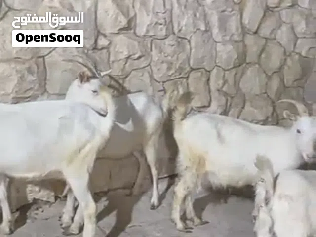 سانين سويسري والبينو