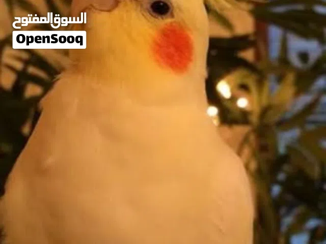 التفاصيل بل وصف زوج كوكتيل اليفات شكري عيون حمر